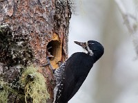 A2Z8167c  Black-backed Woodpecker (Picoides arcticus) - female by nest